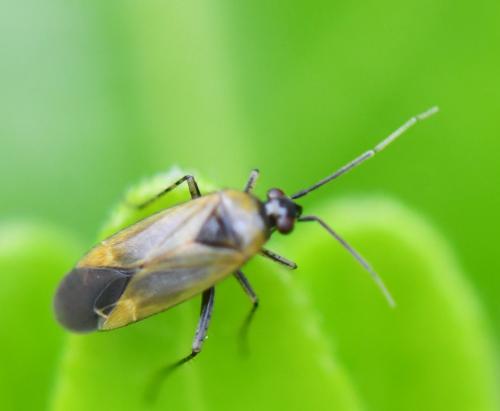Réf. 260 236 : Plagiognathus arbustorum